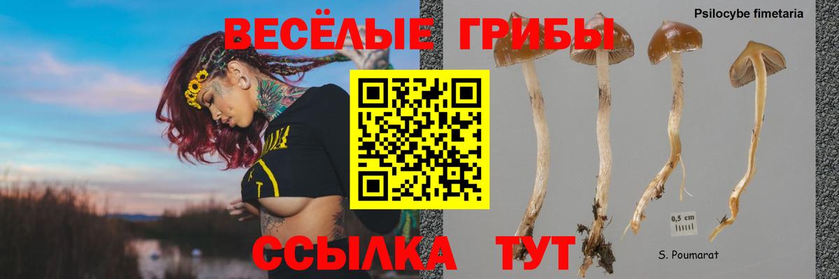 Димитровград  Псилоцибиновые грибы Psilocybe  Вход с VPN 